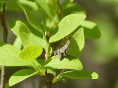 Callophrys hesseli