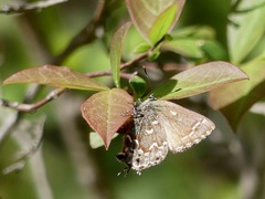 Callophrys hesseli