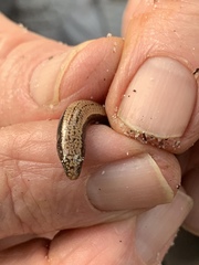 Ophioscincus cooloolensis