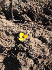 Calochortus clavatus