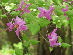 Rhododendron dilatatum