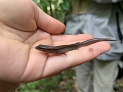 Ophioscincus cooloolensis