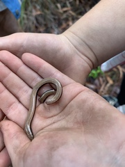 Ophioscincus cooloolensis