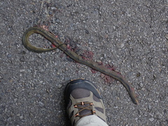 Achalinus formosanus