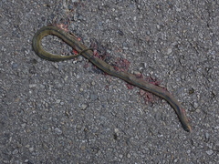 Achalinus formosanus