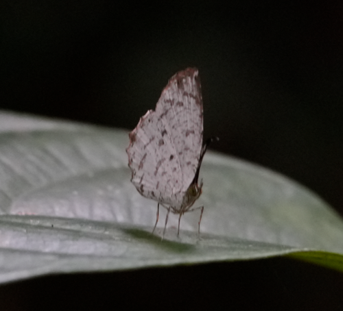 Allotinus davidis
