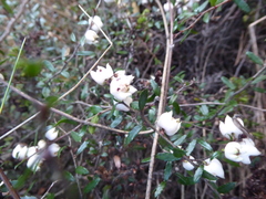 Gaultheria macrostigma