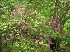 Rhododendron dilatatum