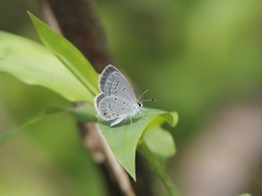 Cupido comyntas texana