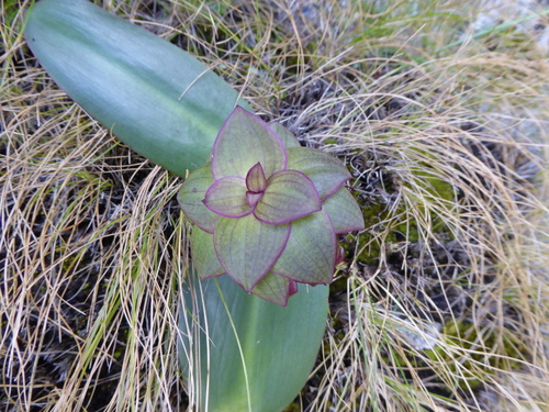 Eucomis schijffii