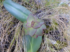 Eucomis schijffii
