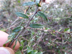 Gaultheria macrostigma