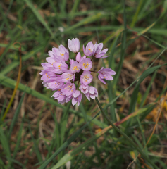 Allium roseum roseum