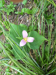 Trillium ovatum ovatum