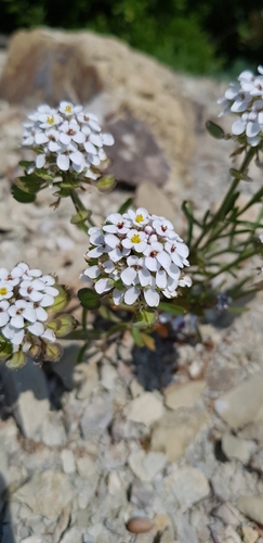 Iberis simplex