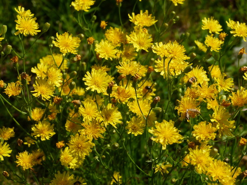 Crepis tectorum iNat (3)