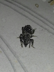 Otiorhynchus scopularis