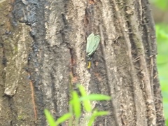 Hestina assimilis assimilis