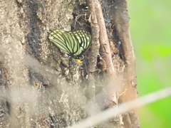 Hestina assimilis assimilis
