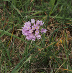 Allium roseum roseum