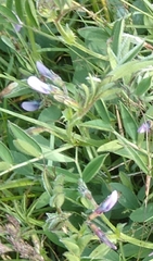 Vicia bithynica