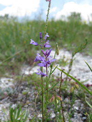 Polygala cretacea