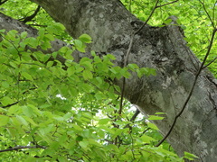 Fagus crenata