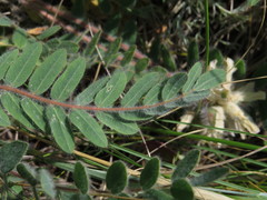 Astragalus dasyanthus