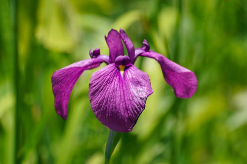 Iris ensata