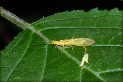Chloroperlidae