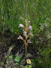 Phelipanche arenaria