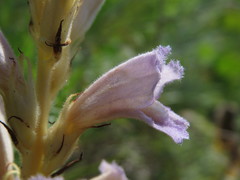 Phelipanche arenaria