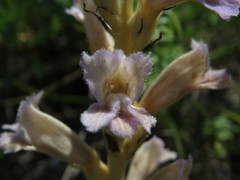 Phelipanche arenaria