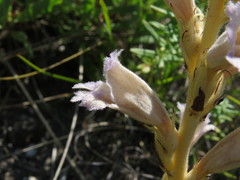 Phelipanche arenaria