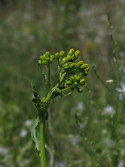 Senecio doria