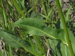 Senecio doria