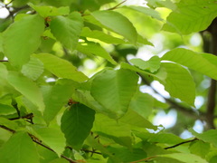 Fagus crenata