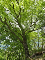 Fagus crenata