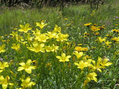 Linum flavum