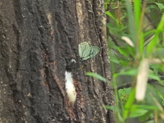 Dorcus rectus rectus