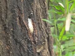 Dorcus rectus rectus