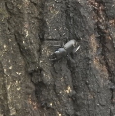 Dorcus rectus rectus