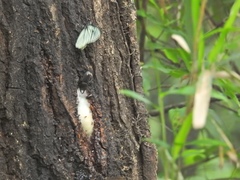 Dorcus rectus rectus