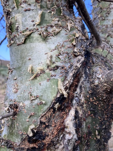 Commiphora glandulosa
