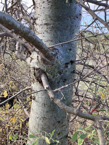 Commiphora glandulosa
