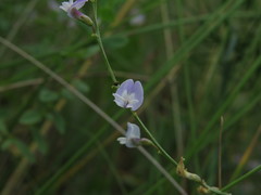 Astragalus austriacus
