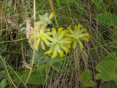 Astragalus dasyanthus