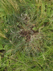 Astragalus dasyanthus