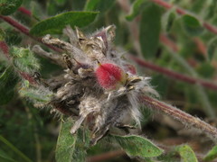 Astragalus dasyanthus