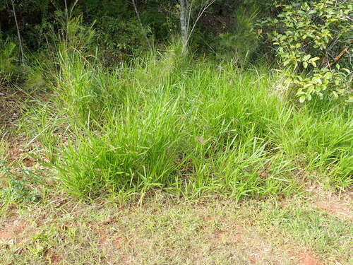 Image of Urochloa eminii by no rights reserved